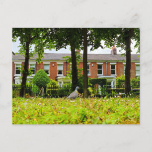 Carte Postale Oiseau