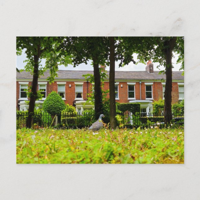 Carte Postale Oiseau (Devant)
