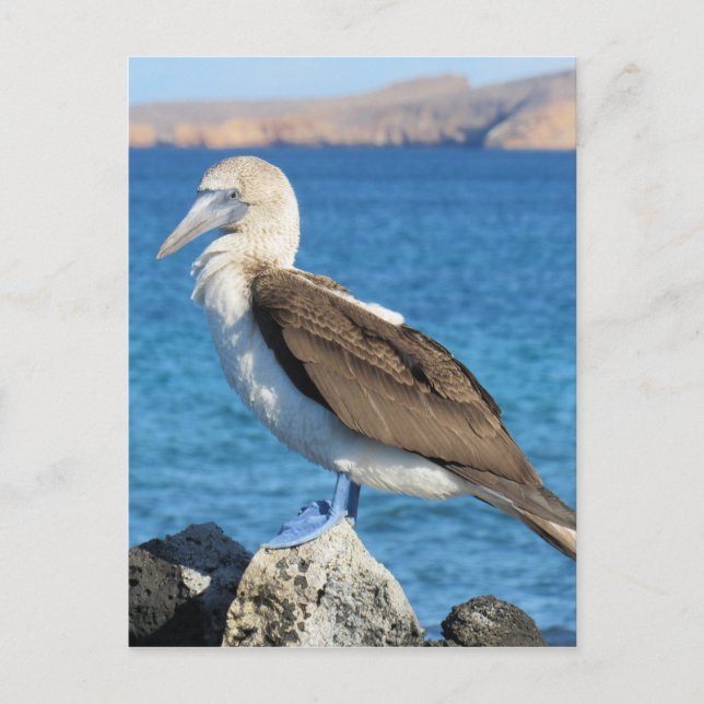 Carte Postale oiseau (Devant)