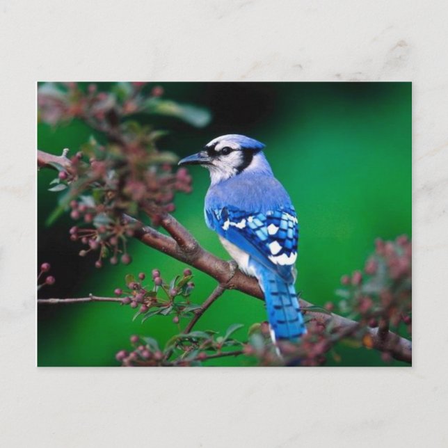 Carte Postale oiseau (Devant)