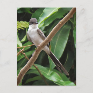Carte postale Oiseau
