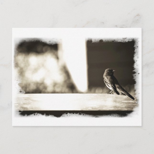 Carte Postale Oiseau à Sepia (Devant)