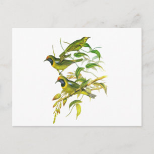 Carte Postale Oiseau à tête dorée