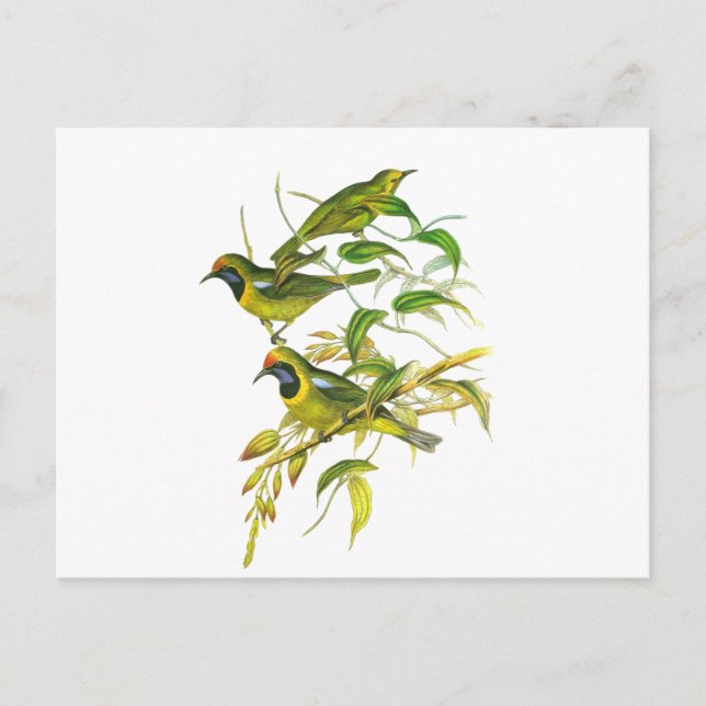 Carte Postale Oiseau à tête dorée (Devant)