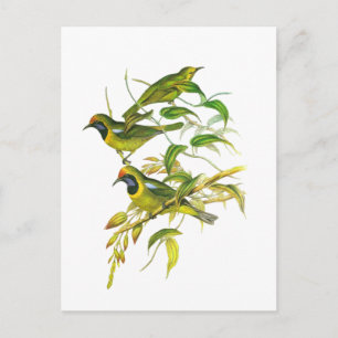 Carte Postale Oiseau à tête dorée