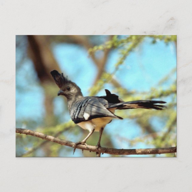 Carte Postale Oiseau à ventre blanc (Devant)