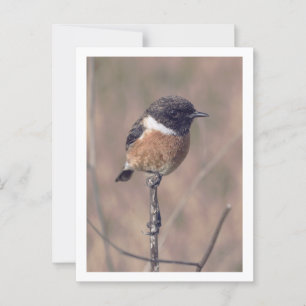 Carte Postale Oiseau africain de Stonechat