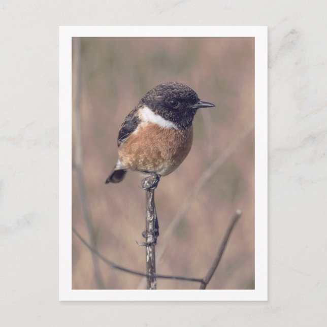 Carte Postale Oiseau africain de Stonechat (Devant)