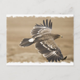 Carte postale Oiseau Aigle volant