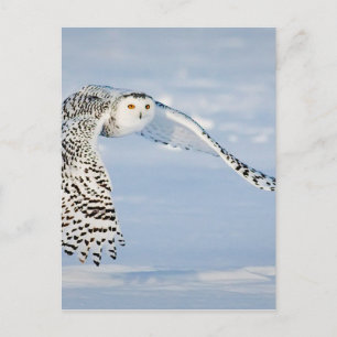 Carte Postale Oiseau animal Hivernal Neige Froid Glace Froid