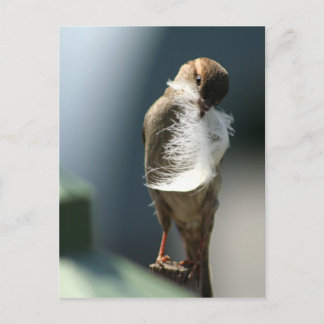 Carte Postale Oiseau Avec Plumes