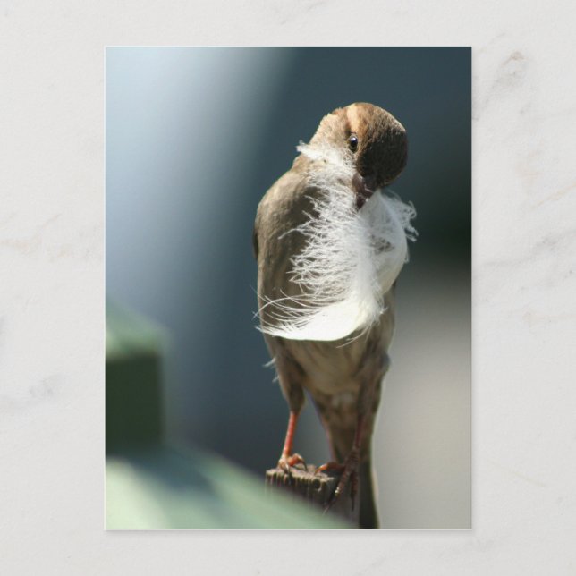 Carte Postale Oiseau Avec Plumes (Devant)