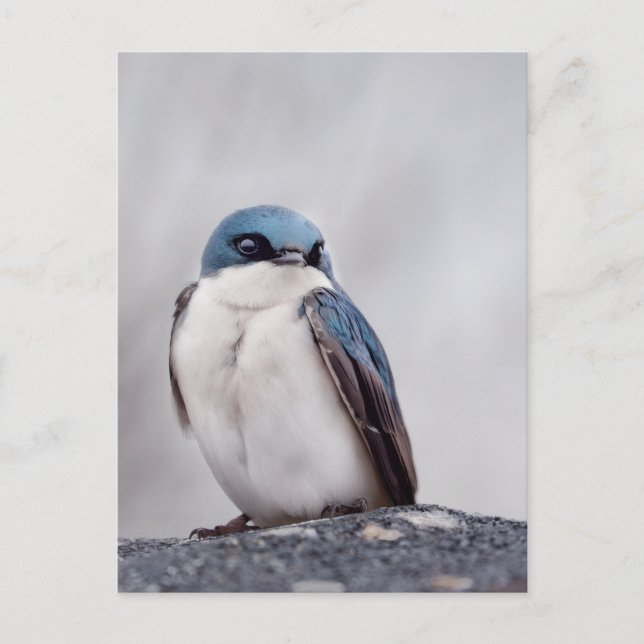 Carte Postale Oiseau Bleu (Devant)