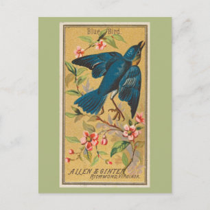 Carte Postale Oiseau bleu