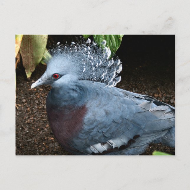 Carte Postale Oiseau bleu (Devant)