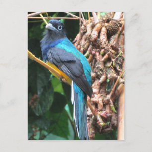 Carte Postale Oiseau bleu à longue queue