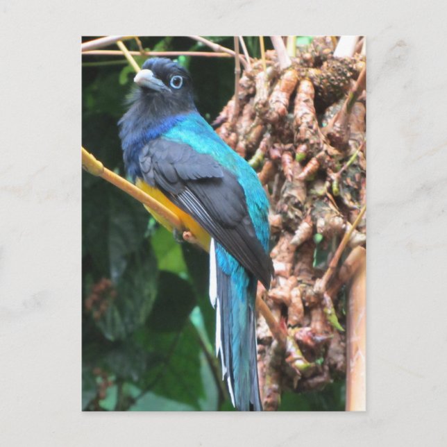 Carte Postale Oiseau bleu à longue queue (Devant)