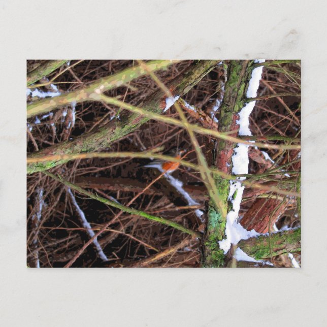 Carte Postale Oiseau Blizzard CB (Devant)