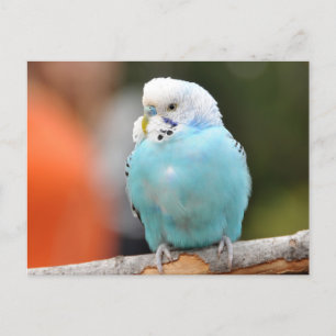 Carte Postale Oiseau bouddhique bleu mou sur une branche d'arbre