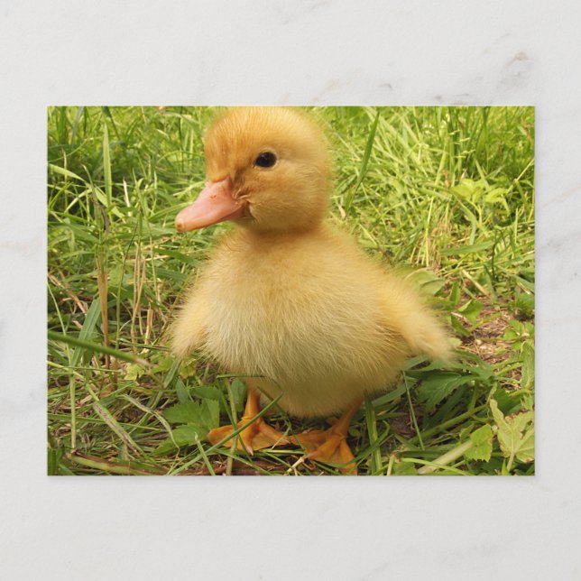 Carte Postale oiseau, canard, canard, jaune, nature, mignon, béb (Devant)
