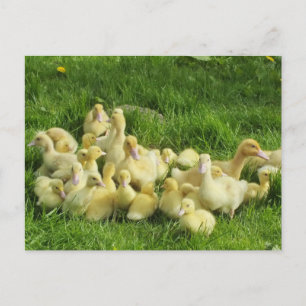 Carte Postale oiseau, canard, caneton, jaune, nature, mignon, bé