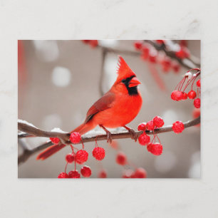 Carte Postale Oiseau cardinal rouge aux baies sauvages