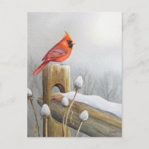 Carte Postale Oiseau cardinal rouge du Nord sur l'aquarelle de c