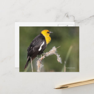 Carte Postale Oiseau-chanteur à tête jaune dans le marais