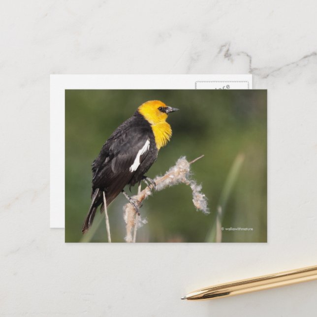 Carte Postale Oiseau-chanteur à tête jaune dans le marais (Devant/Arrière en situation)