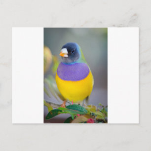 Carte Postale Oiseau coloré