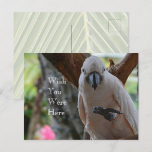 Carte Postale Oiseau dans l'arbre Kauai