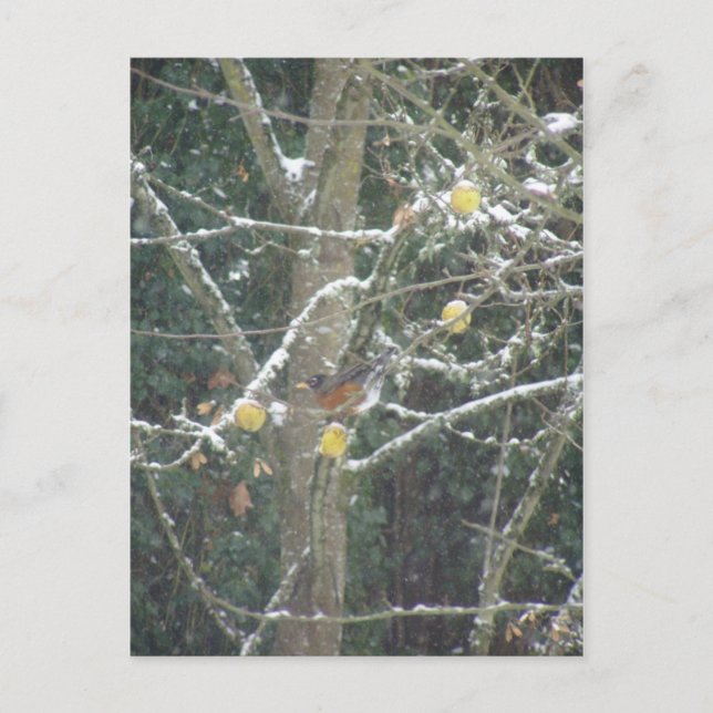 Carte Postale oiseau dans un arbre d'hiver (Devant)