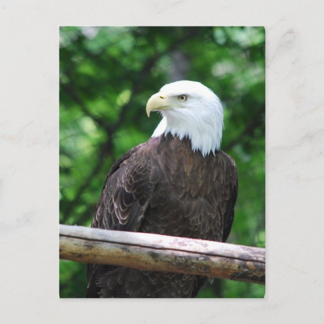 Carte postale Oiseau de Bald Eagle (Devant)