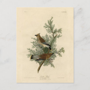 Carte Postale Oiseau de cèdre, Cèdre, cire Audubon Oiseaux d'Amé