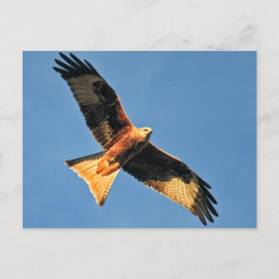 Carte Postale Oiseau de cerf-volant de Prey