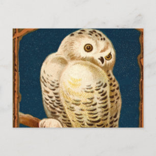 Carte Postale Oiseau De Chouette Neige - Premier Jour D'Hiver