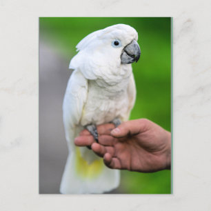 Carte Postale Oiseau de Cockatoo blanc