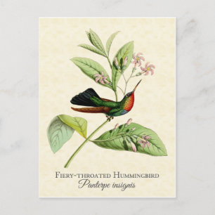 Carte postale Oiseau-de-colibri rayé de feu