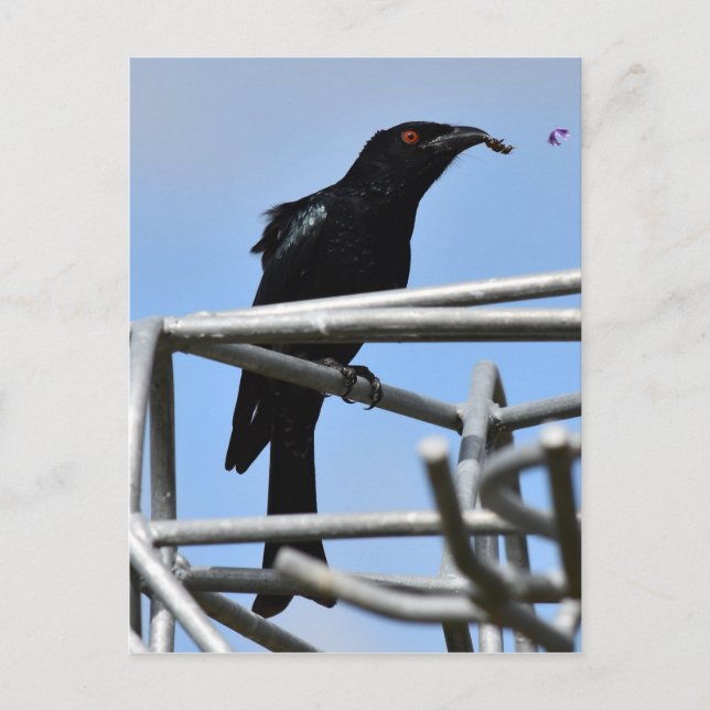 CARTE POSTALE OISEAU DE DRONGO AVEC LA TERRE RURALE DE LA QUÉENS (Devant)