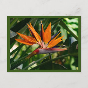 Carte Postale Oiseau de fleur de paradis