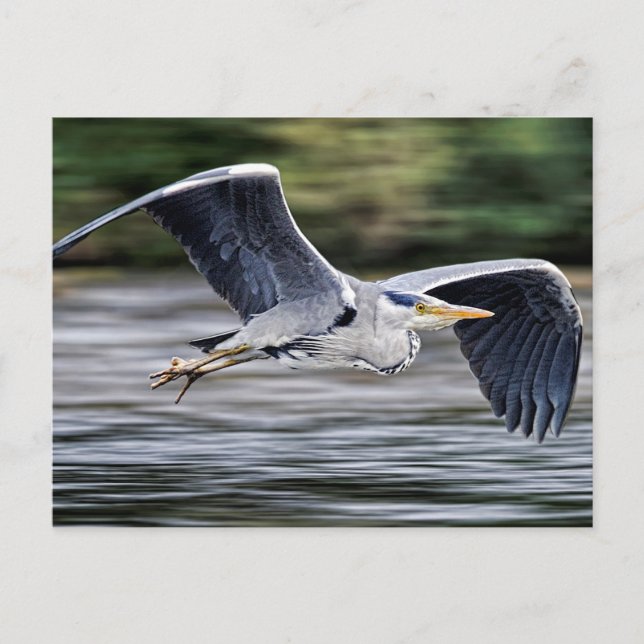 Carte Postale Oiseau de Heron Gris Sauvage en vol Photo (Devant)