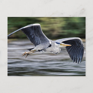 Carte Postale Oiseau de Heron Gris Sauvage en vol Photographie