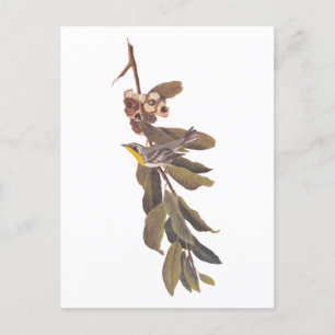 Carte Postale Oiseau de la Paruline à gorge jaune d'Audubon sur