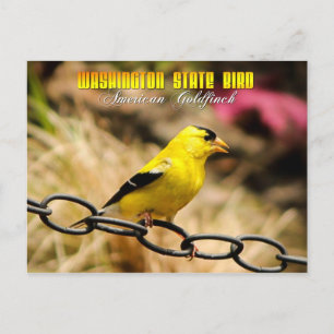 Carte Postale Oiseau de l'État de Washington - Goldfinch américa