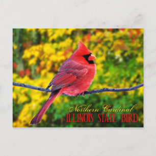 Carte Postale Oiseau de l'Illinois - Cardinal du Nord