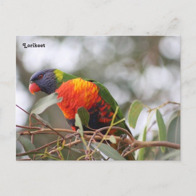 Carte Postale Oiseau de Lorikee (Devant)