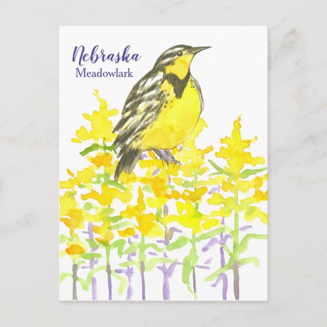 Carte Postale Oiseau de l'Ouest Meadowlark Goldenrod Nebraska (Devant)