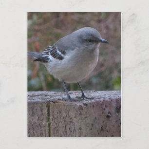 Carte Postale Oiseau de masquage contemplatif