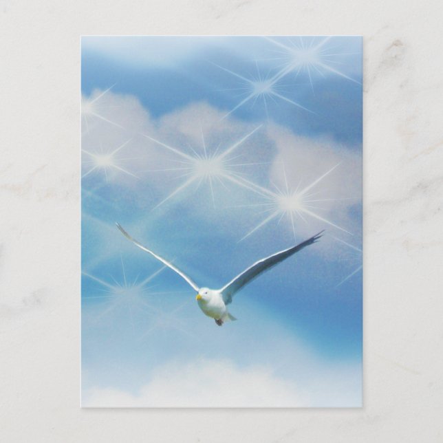 Carte Postale Oiseau de mouette en vol Photo (Devant)