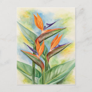 Carte Postale Oiseau De Paradis Fleur Art - Multi